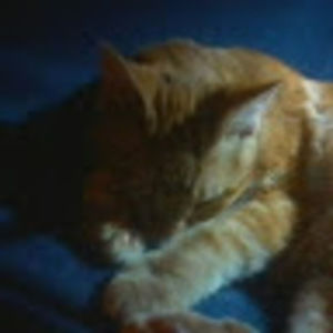 Meet your Posher, Stefan